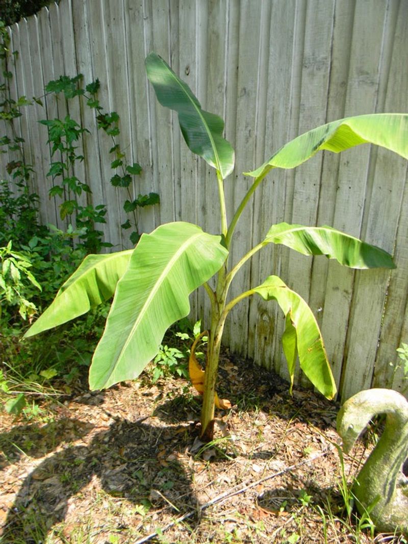 Property Line Microclimates Give Bananas A Boost