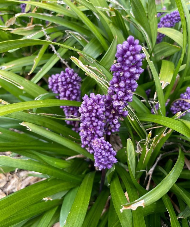 Liriope Expands Steadily To Cover Edges And Gaps