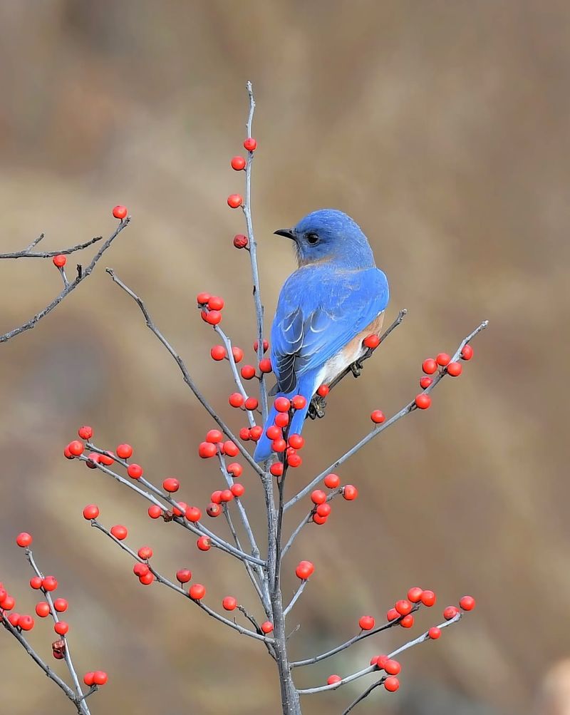 Native Berry-Producing Shrubs Provide Natural Food