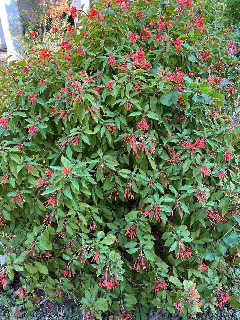 Firebush Blooms Through Summer