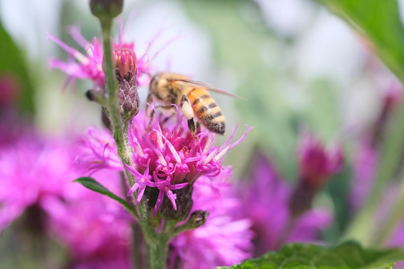 Ironweed (Vernonia Fasciculata)