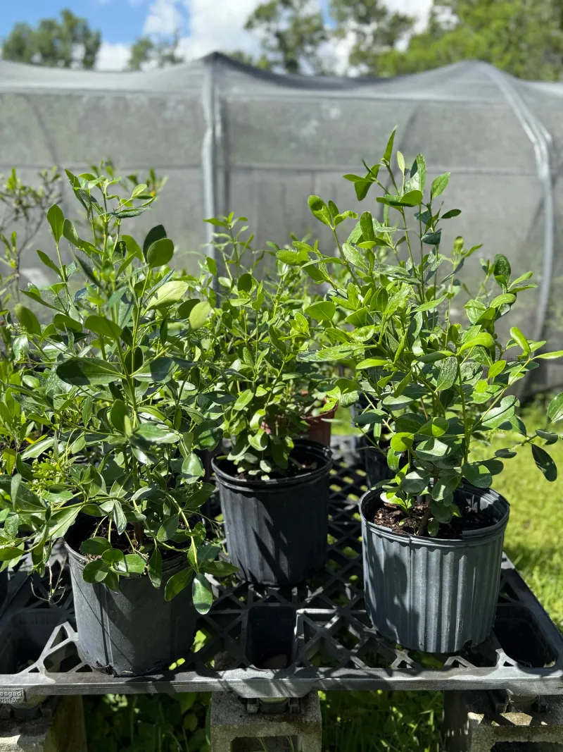 Plant It In A Large Container For Year Round Structure