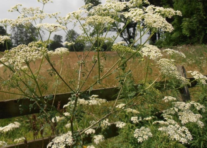 Learn The Key Features That Identify Poison Hemlock