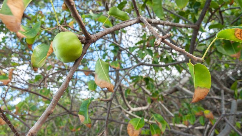 This Tree's Poison Is More Toxic Than A Rattlesnake