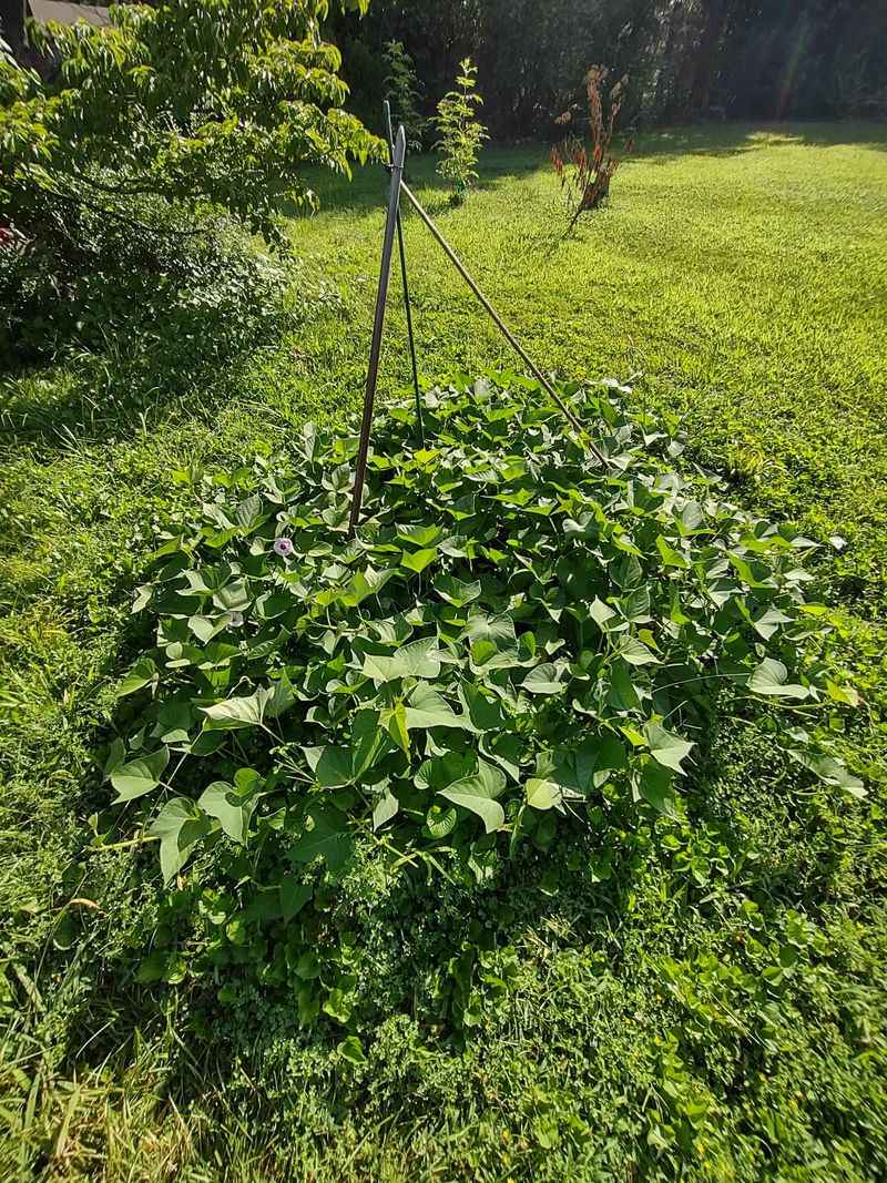Sweet Potatoes Grow Vines And Produce Nutritious Roots