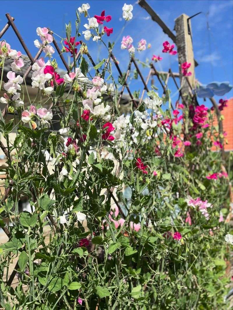 Sweet Peas Climb Quickly With Bright Spring Blooms