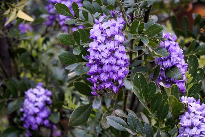 Texas Mountain Laurel (Sophora Secundiflora)