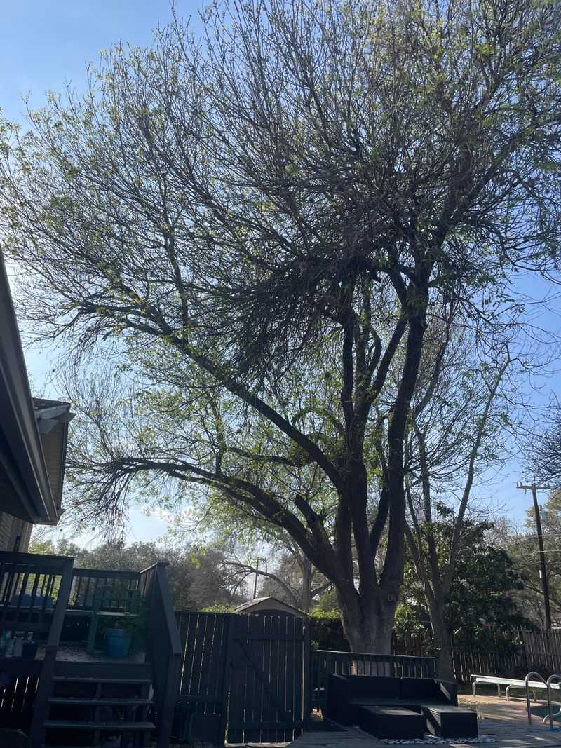 Arizona Ash Is Easier To Shape Before Leaves Appear