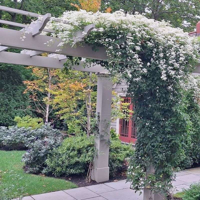 Garden Arch Covered In Clematis Creates A Flowered Entrance