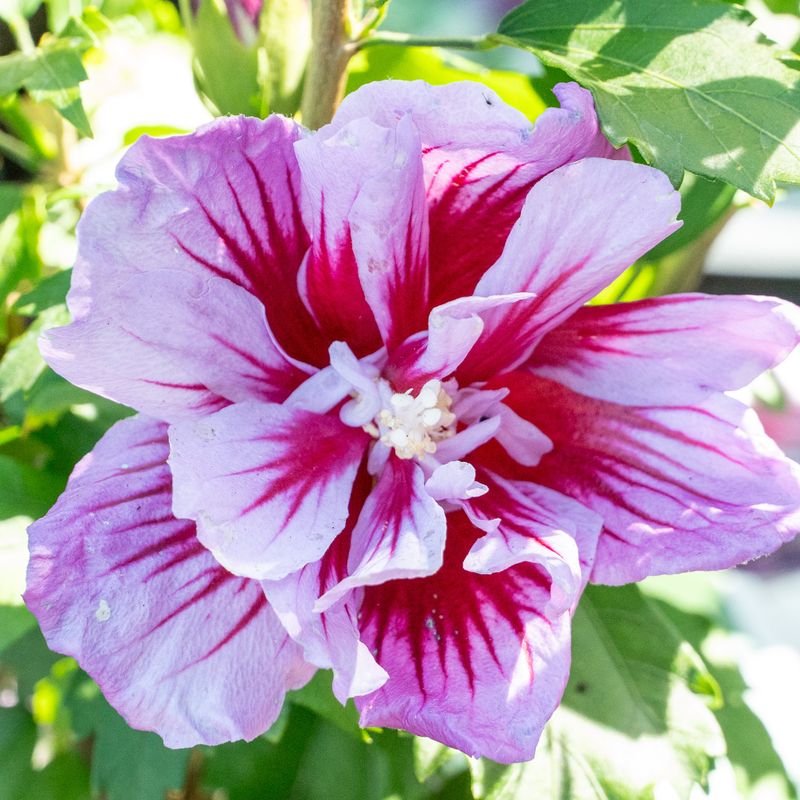 Rose Of Sharon