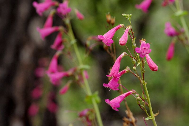 Canyon Penstemon Thrives In Dry Conditions With Strong Spring Flowers