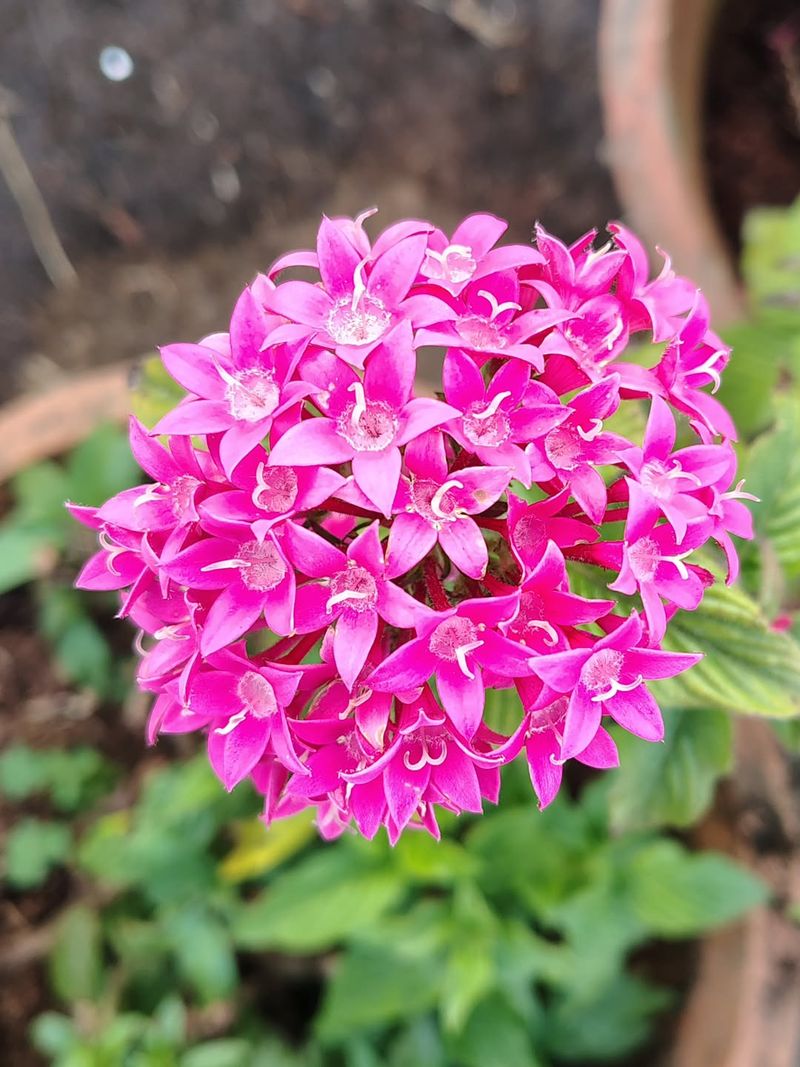 Pentas Establishes Best In Warm Garden Beds