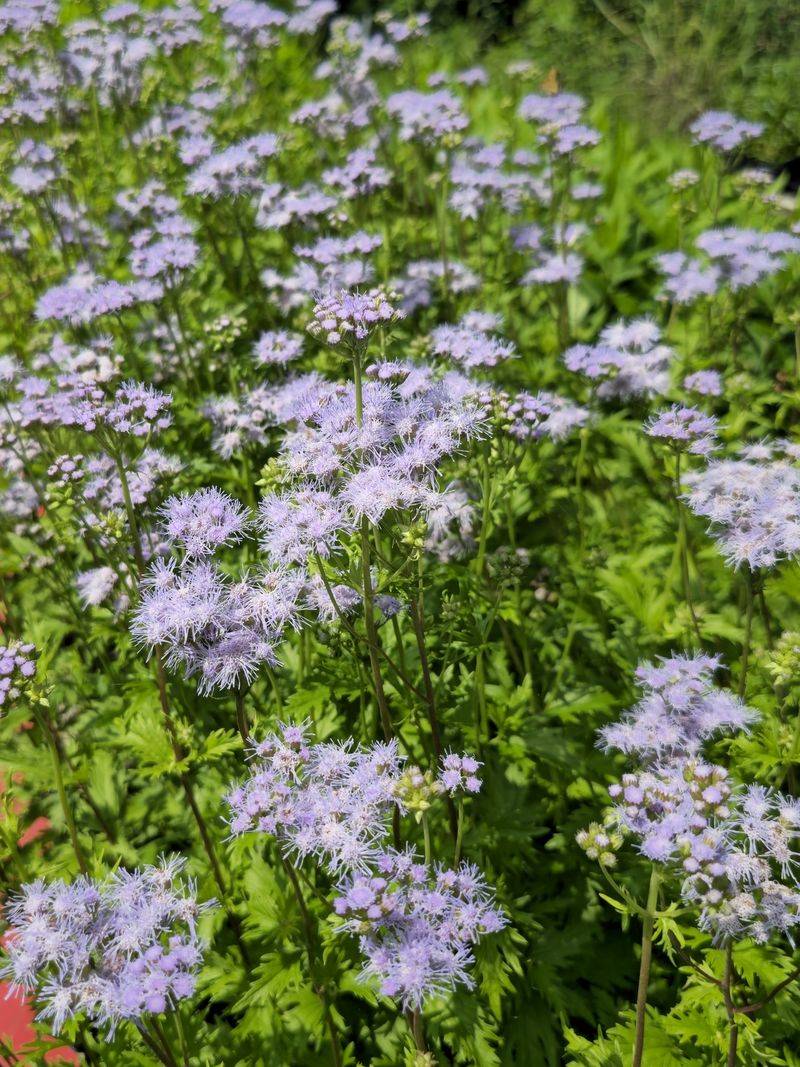 Gregg's Mistflower (Conoclinium Greggii)