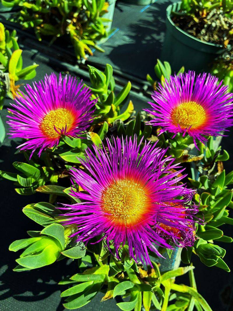 Ice Plant (Carpobrotus)