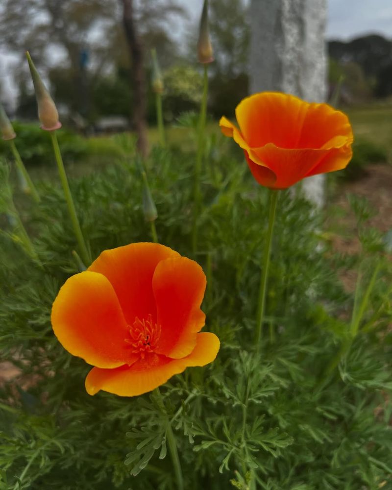 California Poppy (Eschscholzia californica)