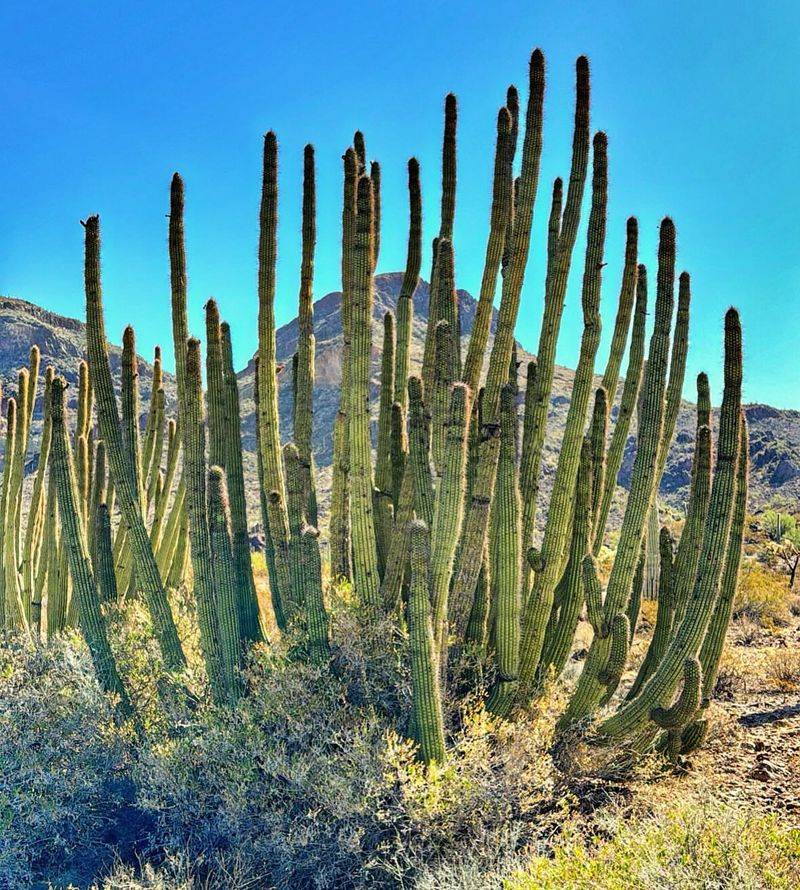 Organ Pipe Cactus Builds Strong Vertical Coverage