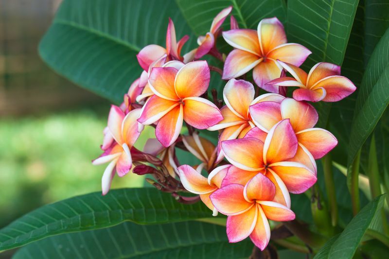 Plumeria 