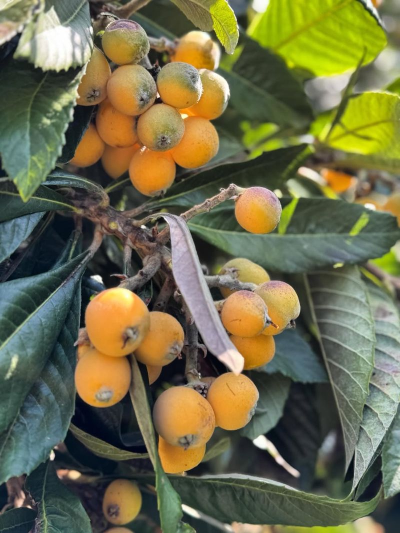Loquat Forms Clusters Of Sweet Tangy Spring Fruit