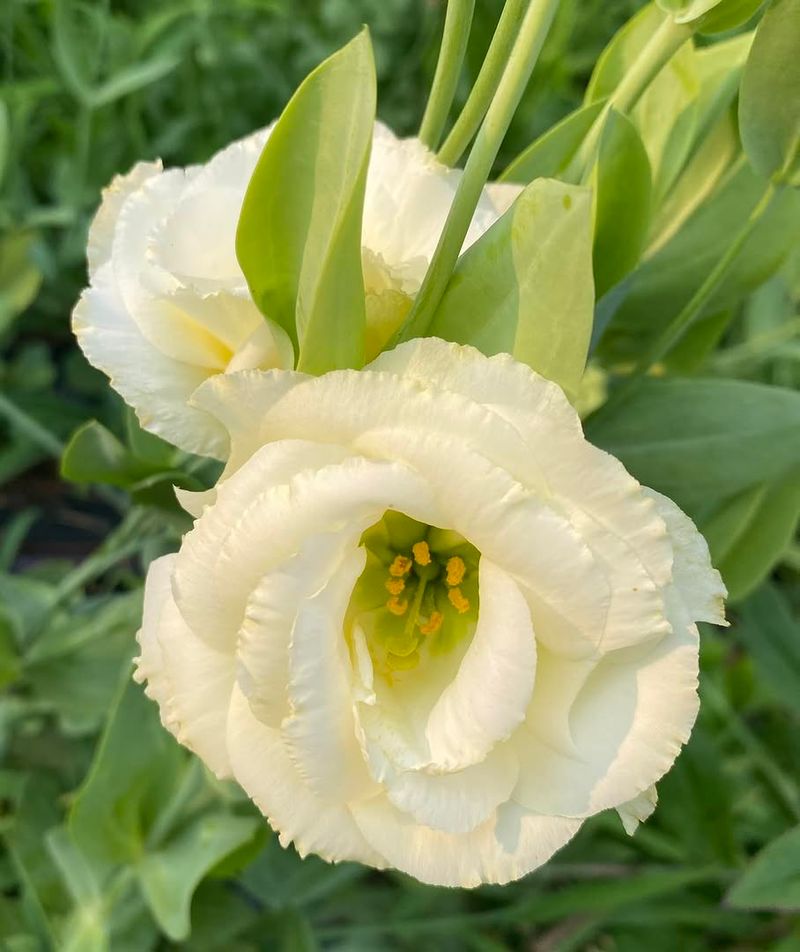 Lisianthus (Eustoma Grandiflorum)