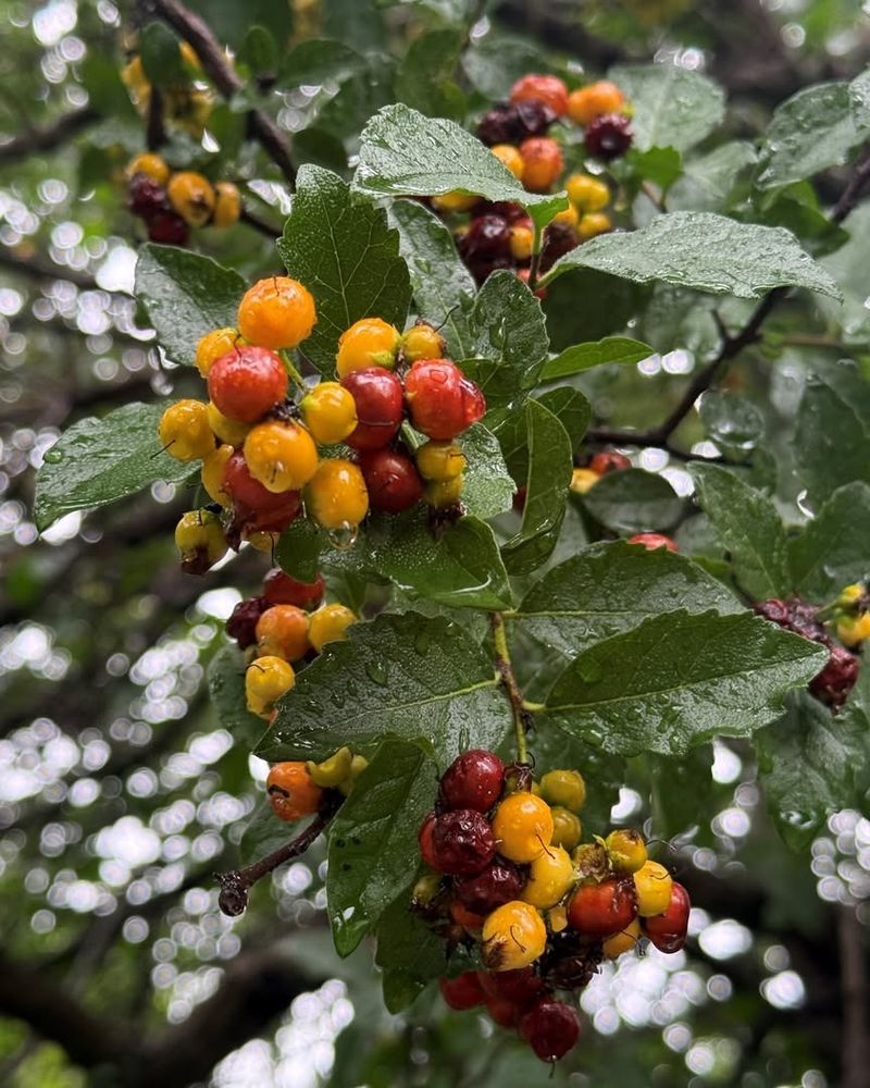 Anacua (Ehretia Anacua)