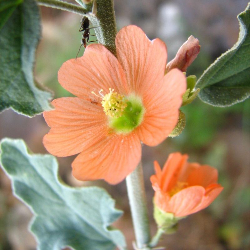 Globe Mallow Adds Strong Orange Color In Spring Bloom Cycles