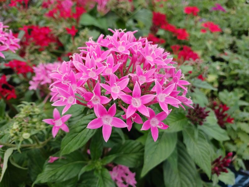 Pentas With Star-Shaped, Pollinator-Friendly Flowers