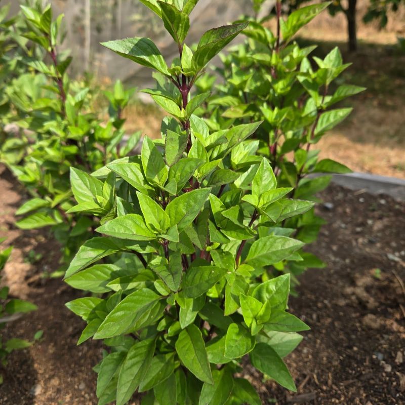Thai Basil Struggles In Cool Spring Soil