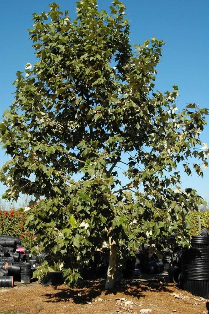 Mexican Sycamore