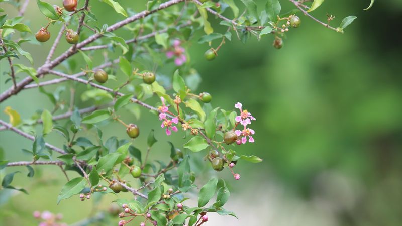 Barbados Cherry Loads Branches With Scarlet Fruit And Pollinator Friendly Flowers