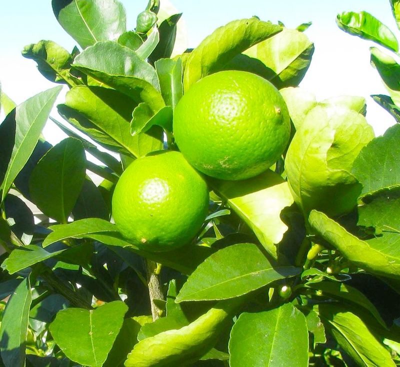 Persian Lime Bringing Zesty Flavor