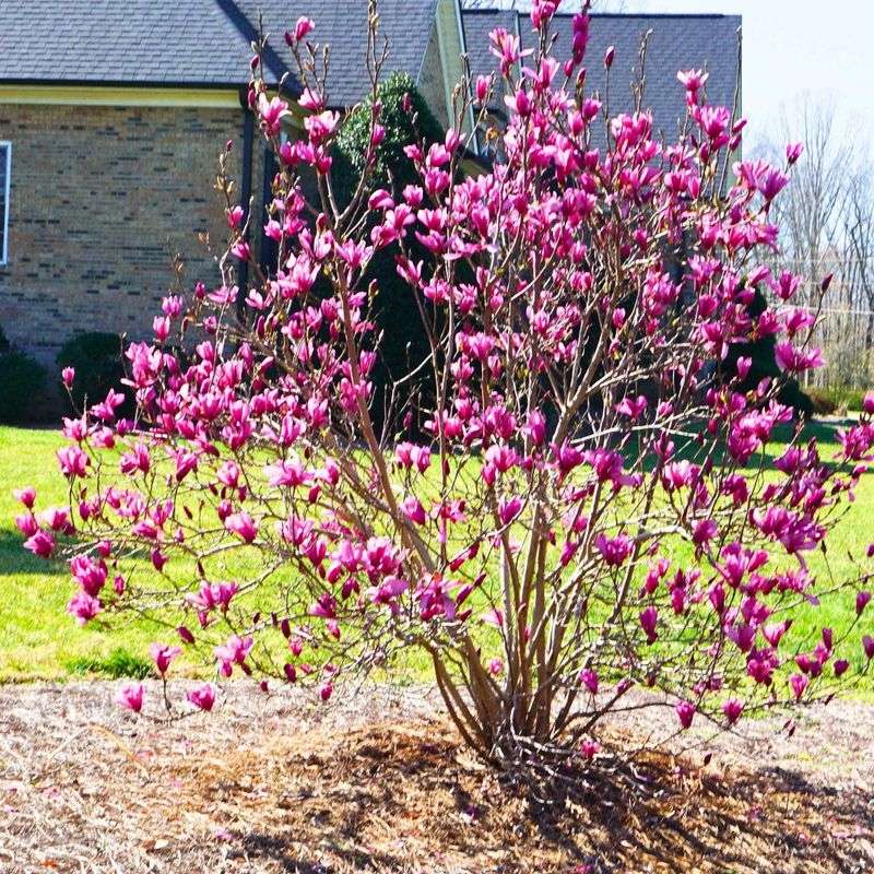 The Tree Stays Compact For Small Yards