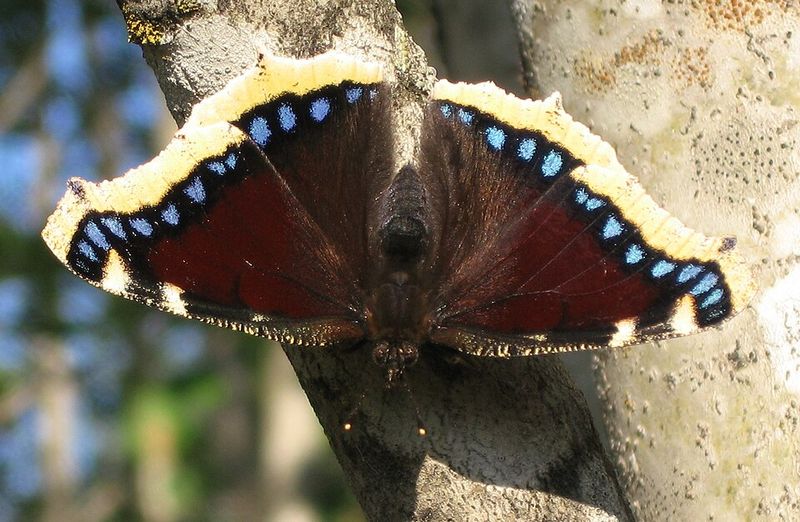 Mourning Cloak Emerges Early And Provides Winter Nectar Sources