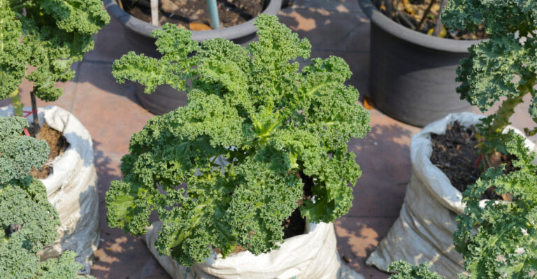 kale in containers