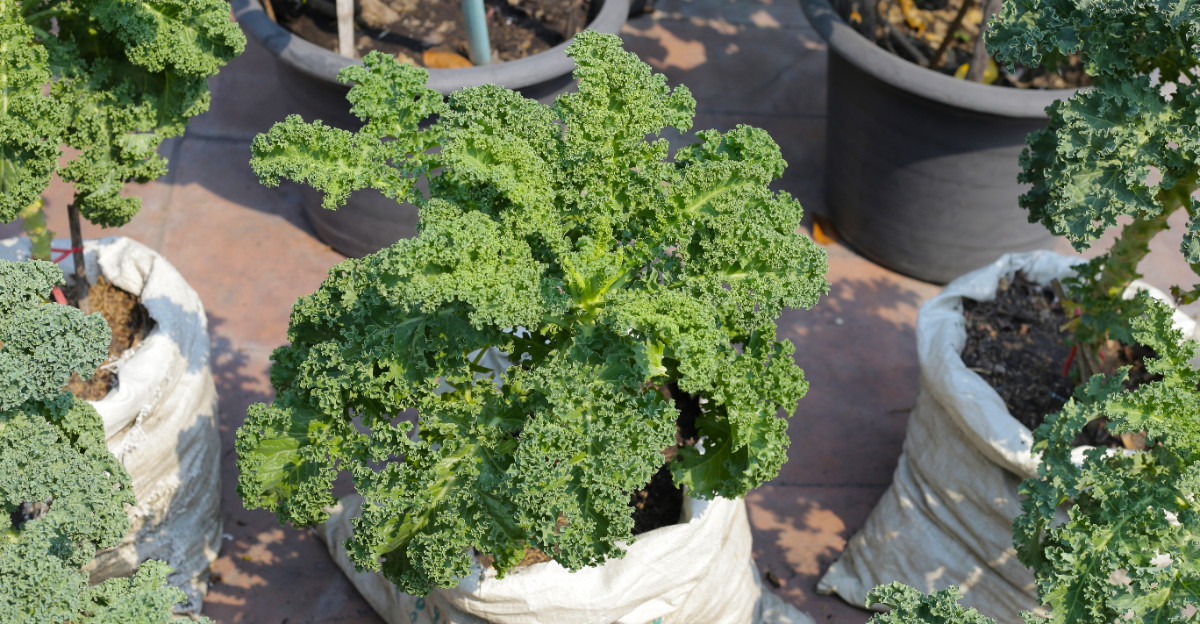 kale in containers