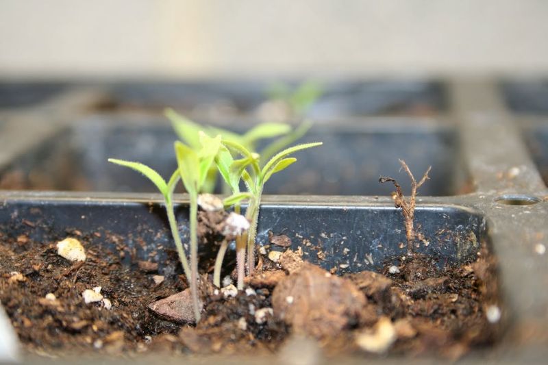 Understanding Michigan's Growing Season And Why Timing Matters