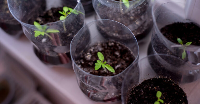 Michigan Gardeners, Here’s When To Start Tomatoes, Peppers, And Herbs Indoors