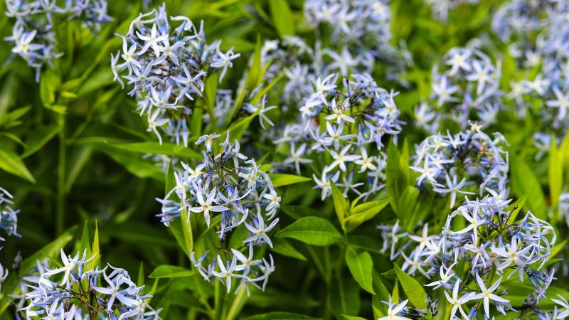 Bluestars: The Tall Flower Bringing Pollinators To Michigan Gardens