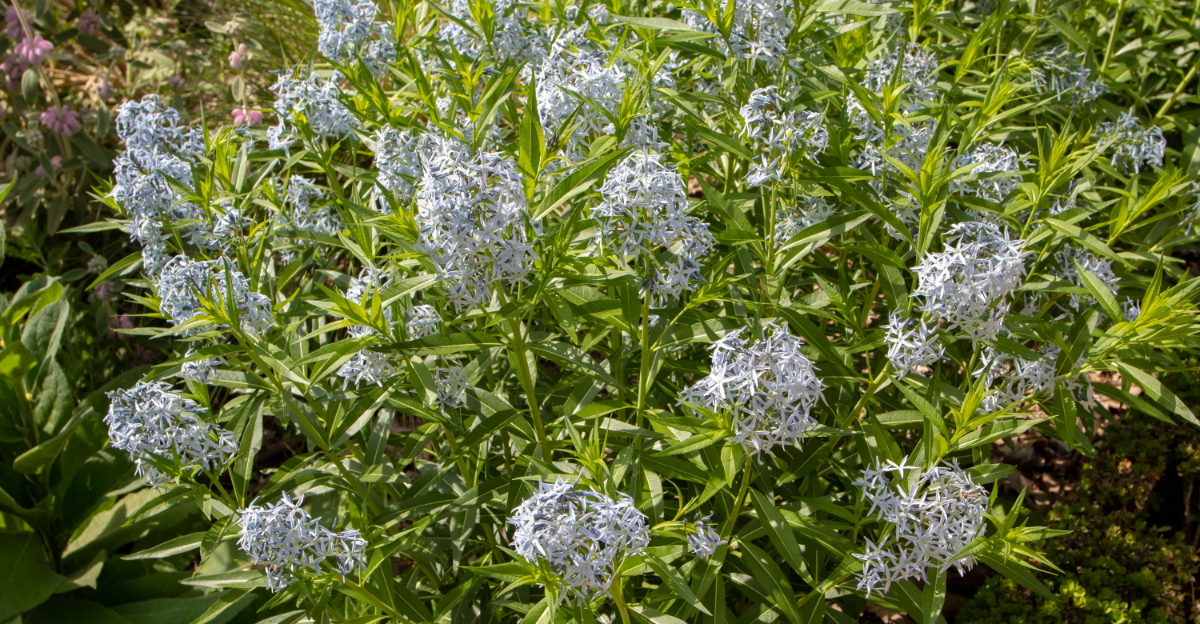 Michigan Gardens Will Love This Flower That Attracts Bees, Hummingbirds, And Butterflies