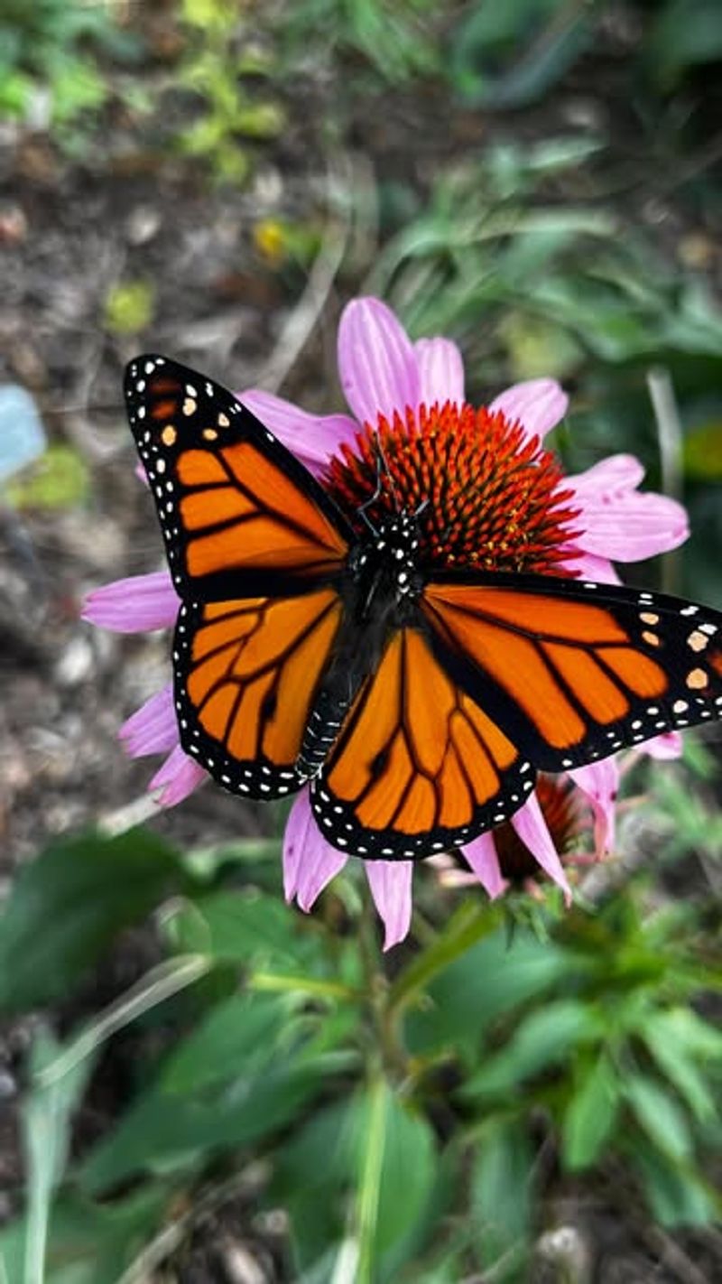 Nectar-Rich Flowers Fuel Their Lifecycle