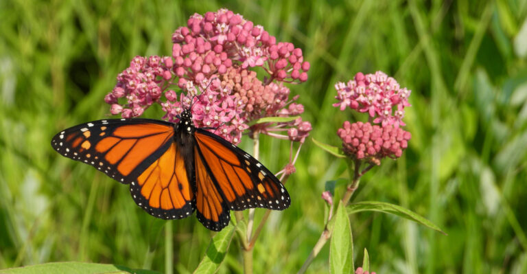 butterfly on flower