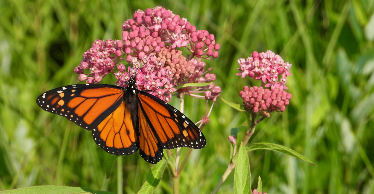 butterfly on flower