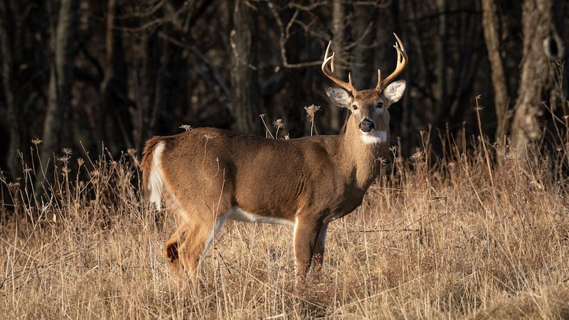 Fewer Hunters Means Less Pressure On The Herd