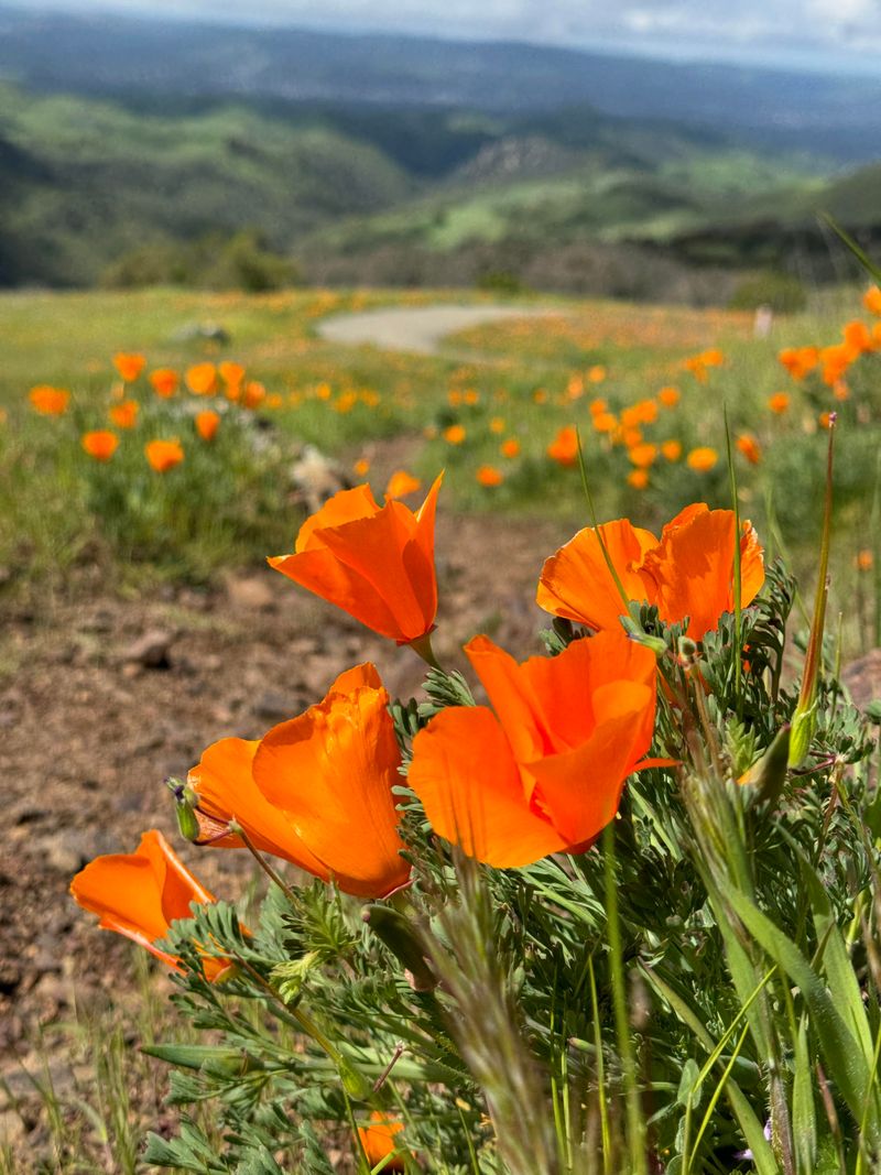 Sunlight Exposure And Temperature Variations At A Local Level