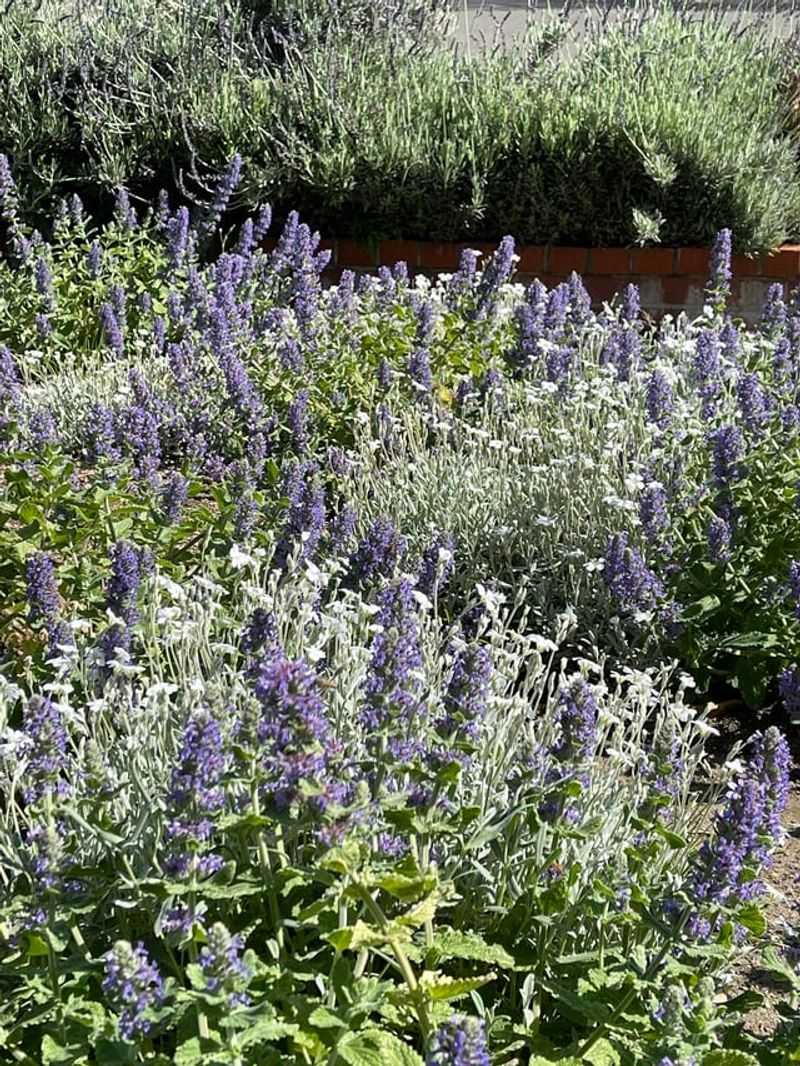 Soil Health And Nutrient Availability Support Repeat Blooms