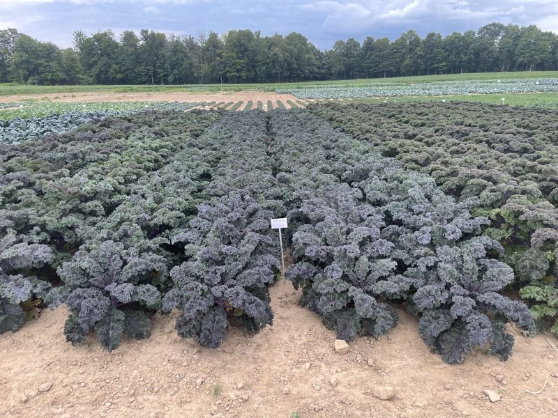 High Yield, Even In Warm Conditions