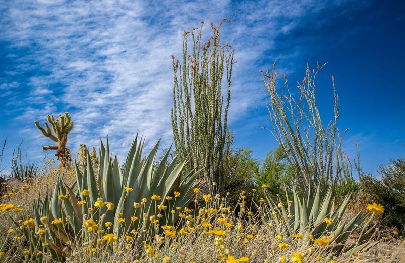Plants Can Establish Roots Before Extreme Summer Heat