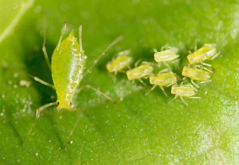 Overfertilizing Plants Encourages Aphids