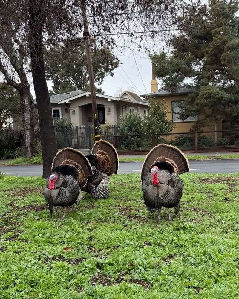 Landscaping Mimics Natural Foods
