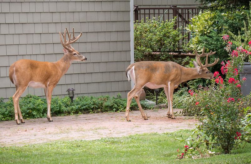 Urban Sprawl Pushes Deer Into Neighborhoods