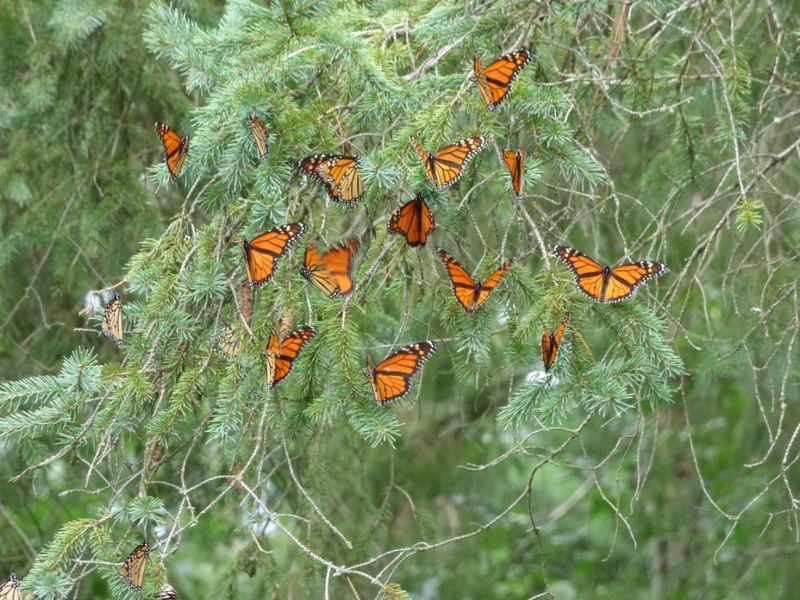 Michigan Is Part Of Their Summer Breeding Range